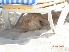 Сосед по пляжу :)