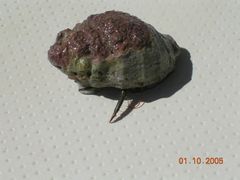 Нет комментария